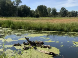 wetland waterfowl habitat
