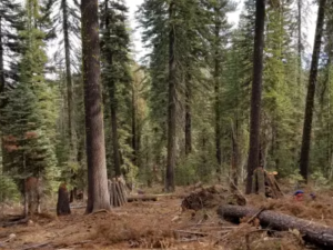 forest with some cut trees
