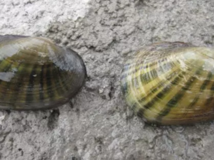 2 mussels on a rock