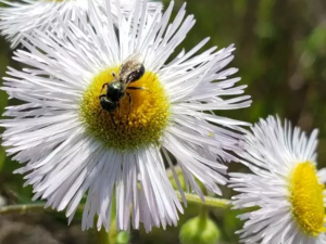 bee on a flower