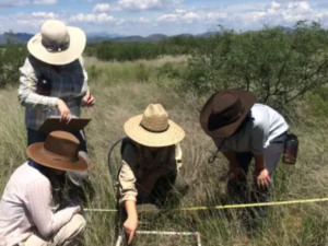 scientists collecting vegetation data