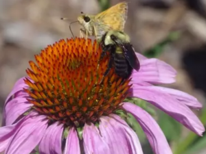 bumblebee and skipper nectar on a purple flower