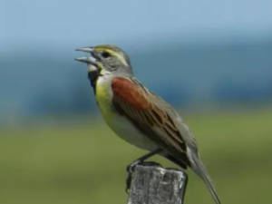 Dickcissel bird on a post