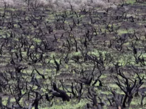 landscape of burnt sage