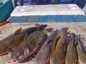 catfish lined up on a boat
