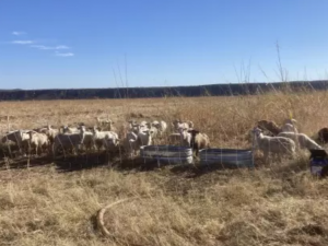 sheep grazing in a field