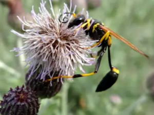 wasp on a Canada thistle