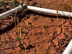 toothpicks in the ground used to count plants