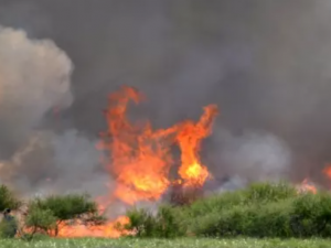 shrubs burning