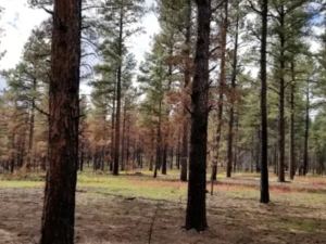 forest floor