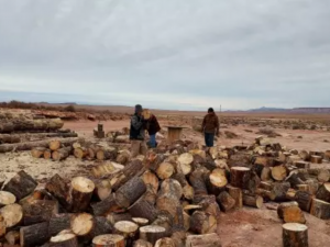 logs being cut into firewood