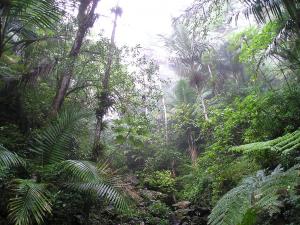 Rain_Forest_of_El_Yunque-Puerto_Rico