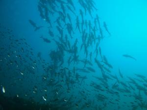 school of fish