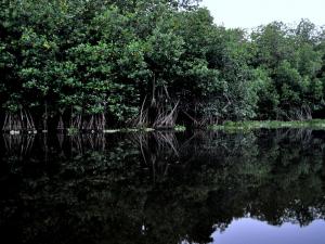 mangroves