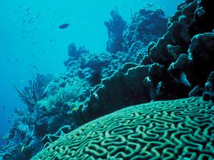 coral reef