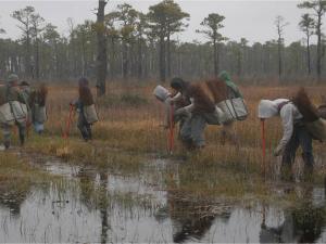 a group of tree planters hiking