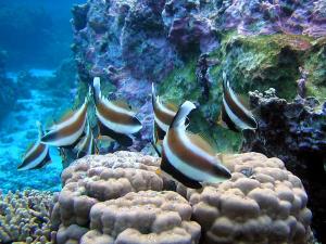 coral reef and fish