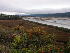 wetland with bushes