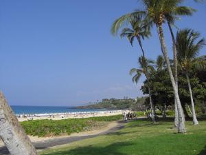 beach and palm trees
