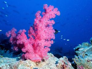 coral reef