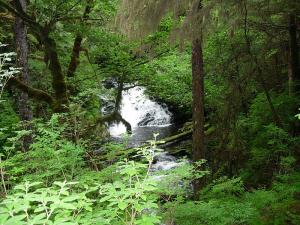 waterfall in forest