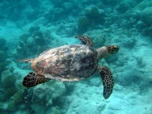 sea turtle