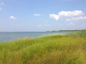 seashore with beach grass