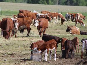 brown cows in a field