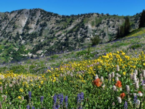 field with flowers surrounded by mountains