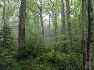 misty forest