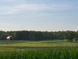 Field of trees