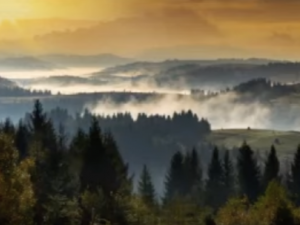 forest with clouds
