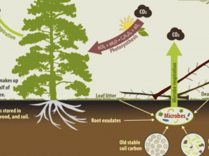 diagram of the carbon cycle in forests