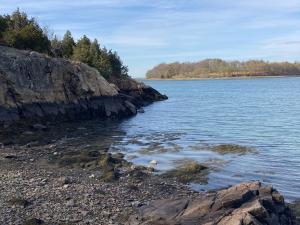 boston harbor coastline with trees