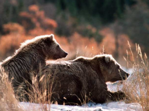 Two bears looking scanning the horizon