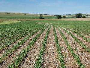 Corn plants growing up through soybean stubble