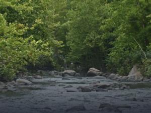 Splash screen for American Rivers Case Study Dense foliage and flowing river