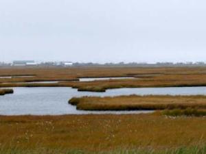 Small community on the edge of a coastal wetland landscape.