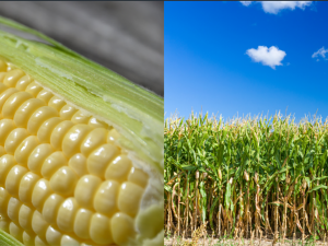 A close-up of an ear of corn (left) and a landscape of a cornfield with a blue horizon (right)
