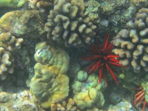 Maui coral reef