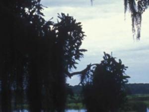 Scenic view through Spanish moss-covered trees in a wetland area of coastal South Carolina