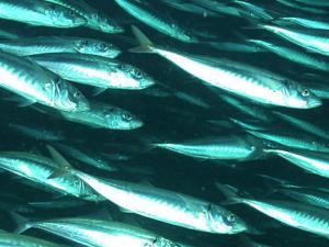 School of Jack mackeral from NOAA Photo Library