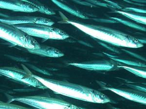 School of Jack mackeral from NOAA Photo Library