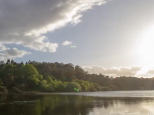 Preserving Floodplains A bright sun shines onto a river and deep green forested area.