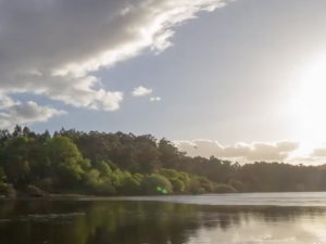 A bright sun shines onto a river and deep green forested area.