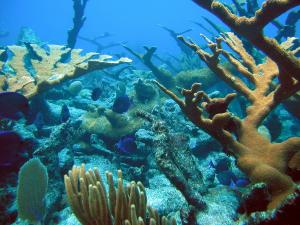 Healthy coral reef in St. Croix, US Virgin Islands.