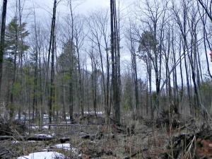 MTE staff surveying an oak wilt site after site treatment Standing man looking at a stand of trees in a forest