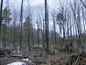 Standing man looking at a stand of trees in a forest