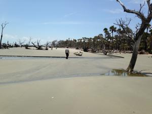 Man strolls along the shoreline of a National Wildlife Refuge scattered with trees that have been effected by saltwater intrusion.