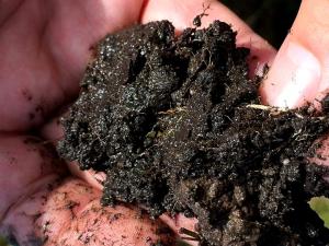 Screen capture from Coastal Blue Carbon Manual